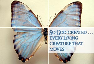 So God Created ... Every Living Creature That Moves.